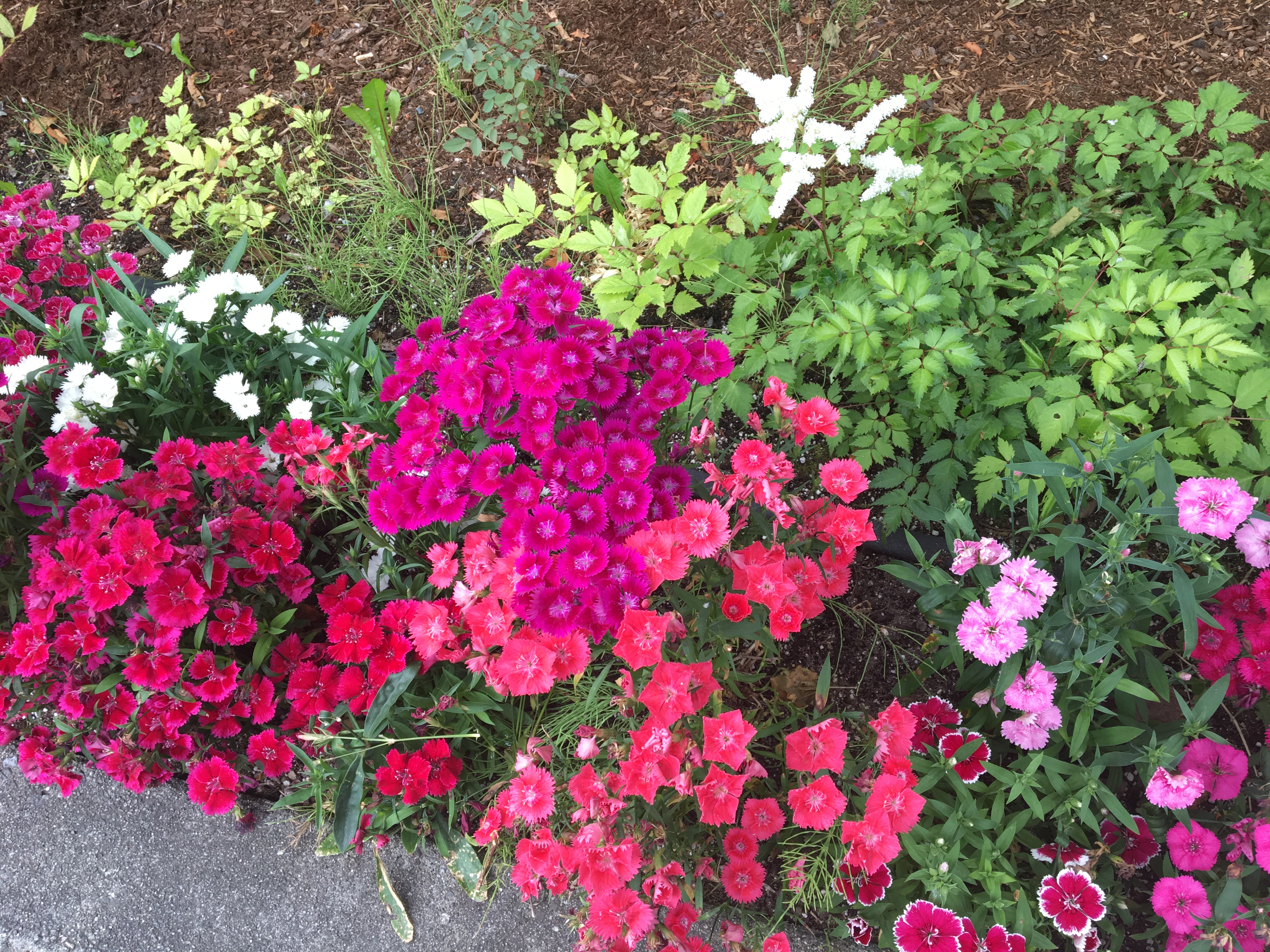 2019-07-09 11-09-13.JPG
